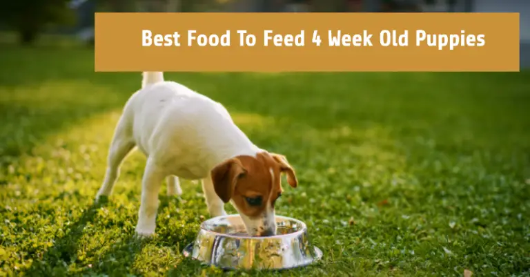 Best Food To Feed 4 Week Old Puppies