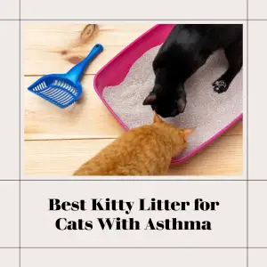 Best Kitty Litter for Cats With Asthma