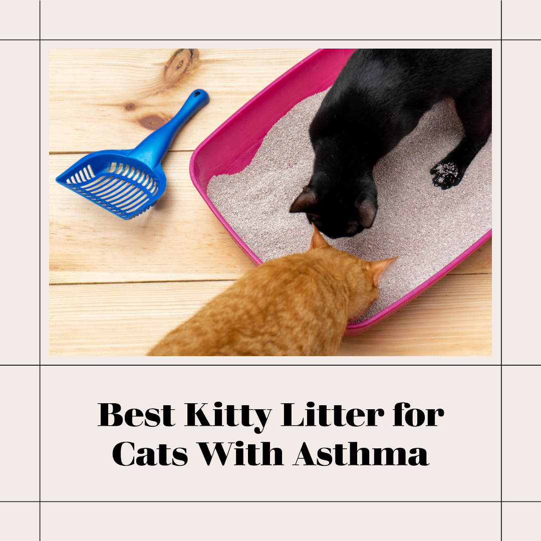 The 10 Best Kitty Litter for Cats With Asthma In 2023 Top Picks