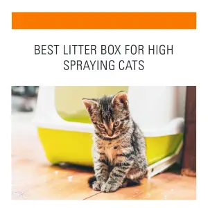Best Litter Box For High Spraying Cats
