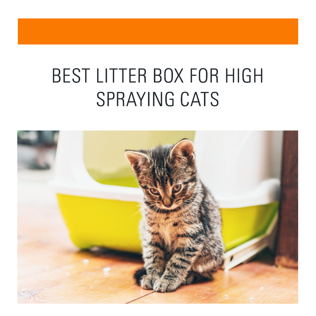 Top 10 Best Litter Box For High Spraying Cats: The Ultimate Solution