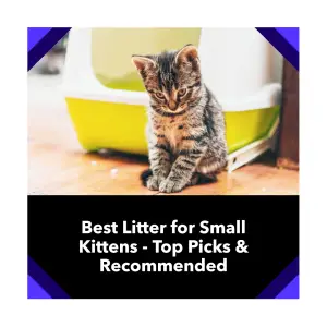 Best Litter for Small Kittens