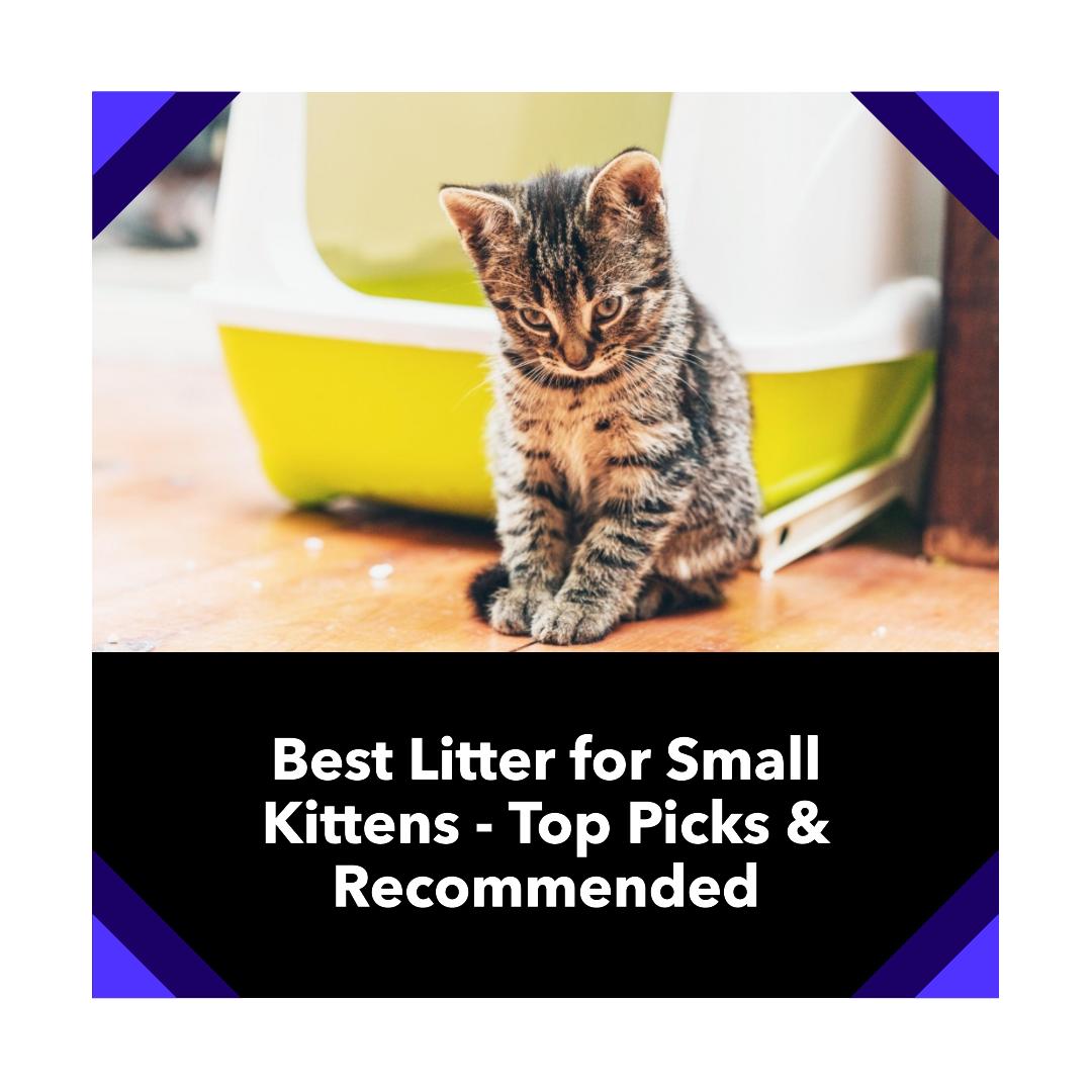 the 10 Best Litter for Small Kittens In 2023 Top Picks &