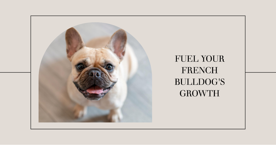 The 10 Best Puppy Dog Food For French Bulldogs In 2023 Top Picks