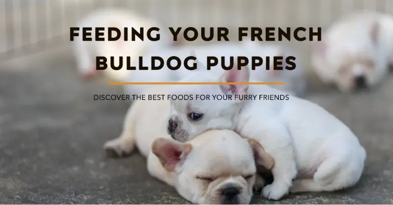 Best Thing To Feed French Bulldog Puppies