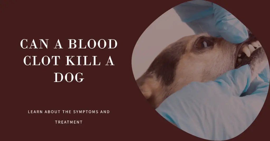 Can A Blood Clot Kill A Dog