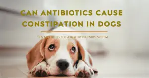 Can Antibiotics Cause Constipation in Dogs