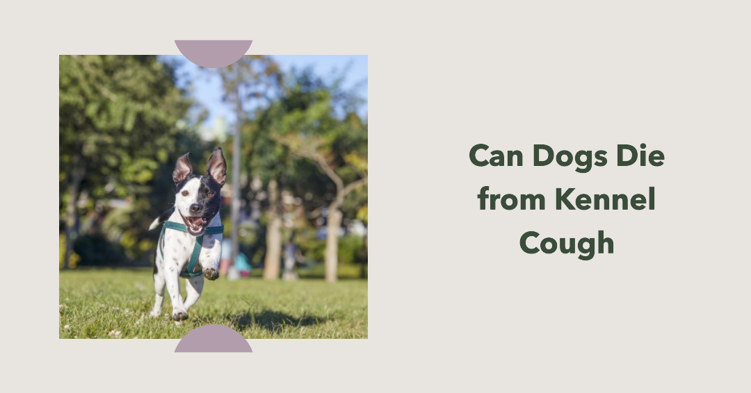Can Dogs Die from Kennel Cough Important Information for Dog Owner