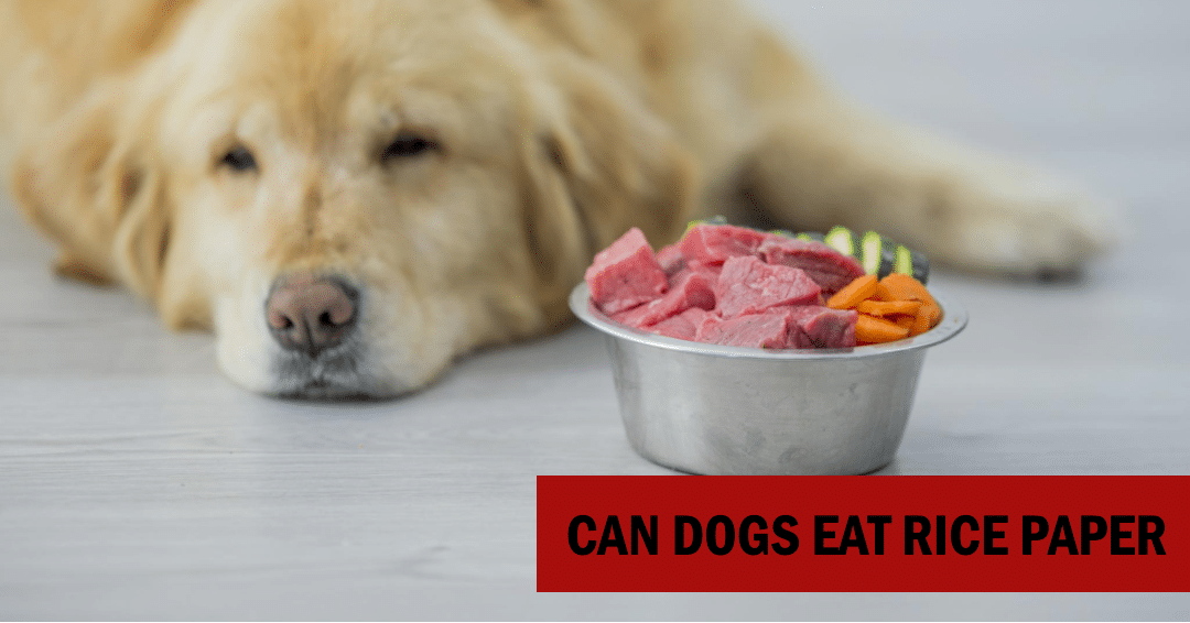 Can Dogs Eat Rice Paper