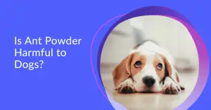 Is Ant Powder Harmful to Dogs