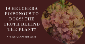 Is Heuchera Poisonous to Dogs