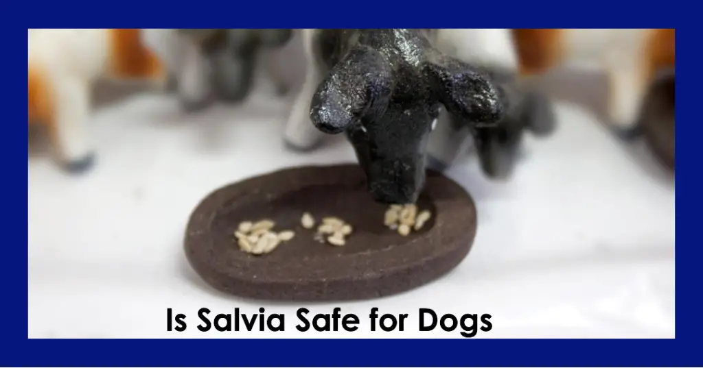 Is Salvia Safe for Dogs