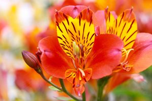 Are Alstroemeria Poisonous to Dogs
