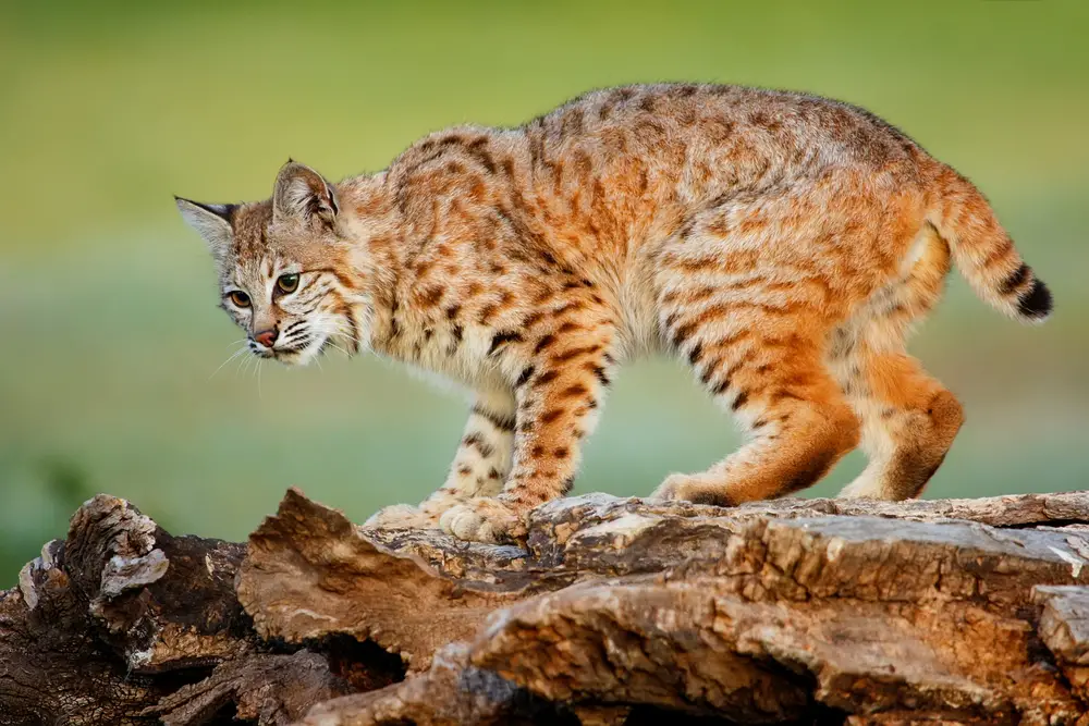 Are Bobcats Threats to Dogs? Protect Your Pet from Potential Dangers!