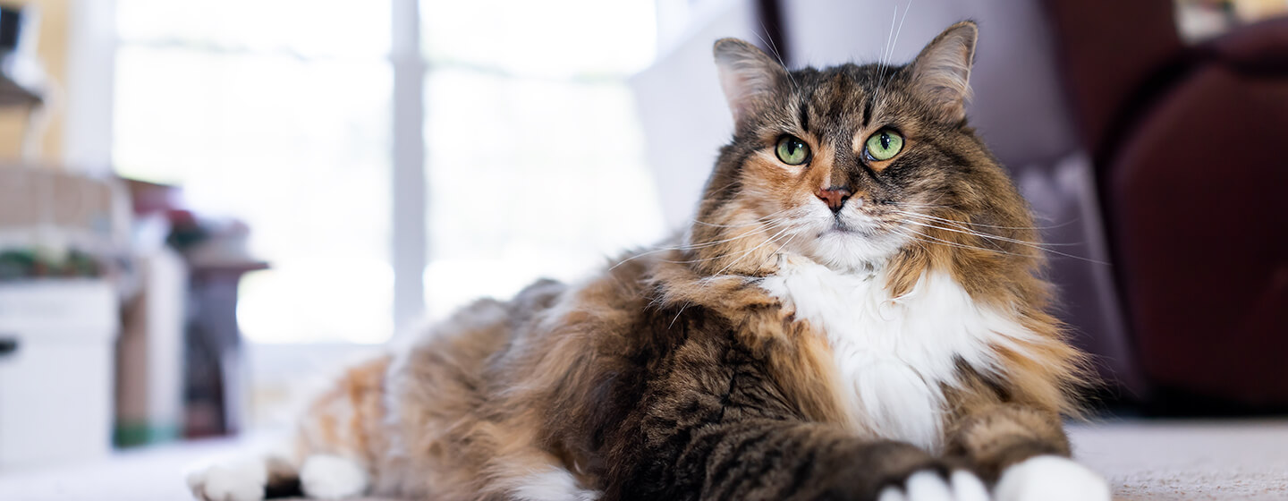 Are Cats Cleaner Than Dogs? Discover the Surprising Truth!