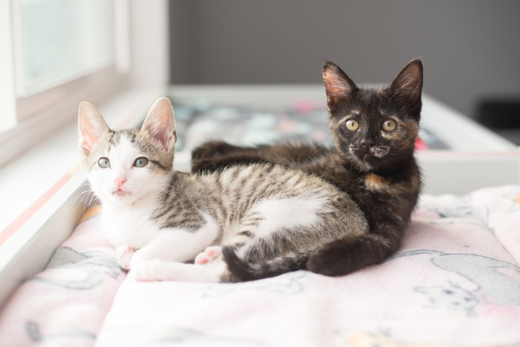 Are Cats Happier in Pairs? Discover the Benefits of Feline Companionship