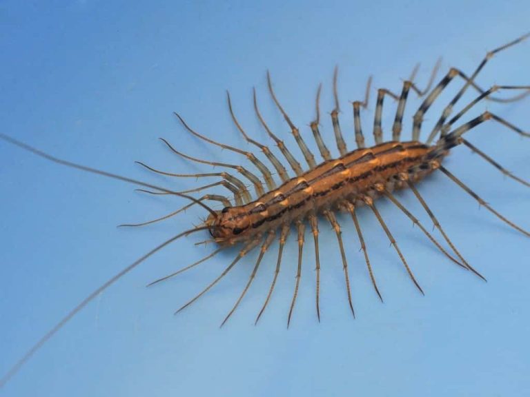 Are Centipedes Poisonous to Cats