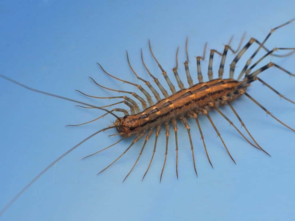 are centipedes toxic to cats? Discover the Dangers and Precautions.