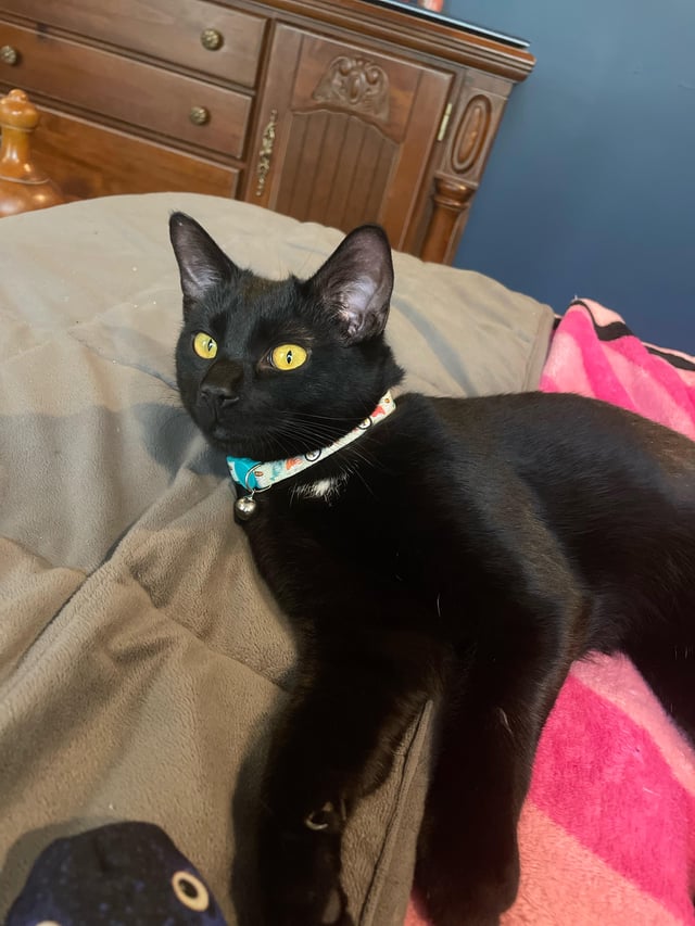 are glade plug ins toxic to cats? Investigating the Potential Risks