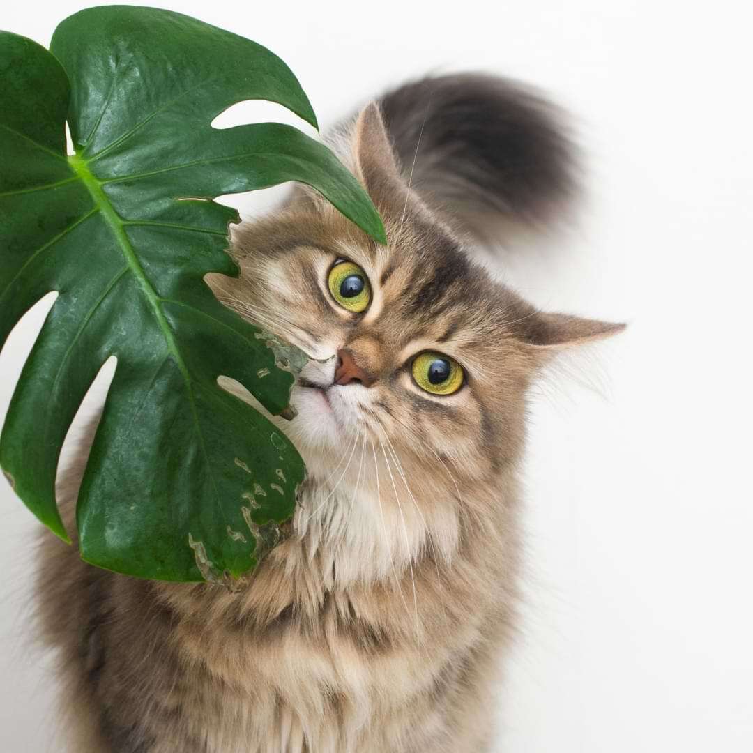 are hostas dangerous to cats? Protect Your Feline Friends from Harm