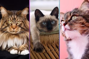 Are Maine Coon Cats Dangerous