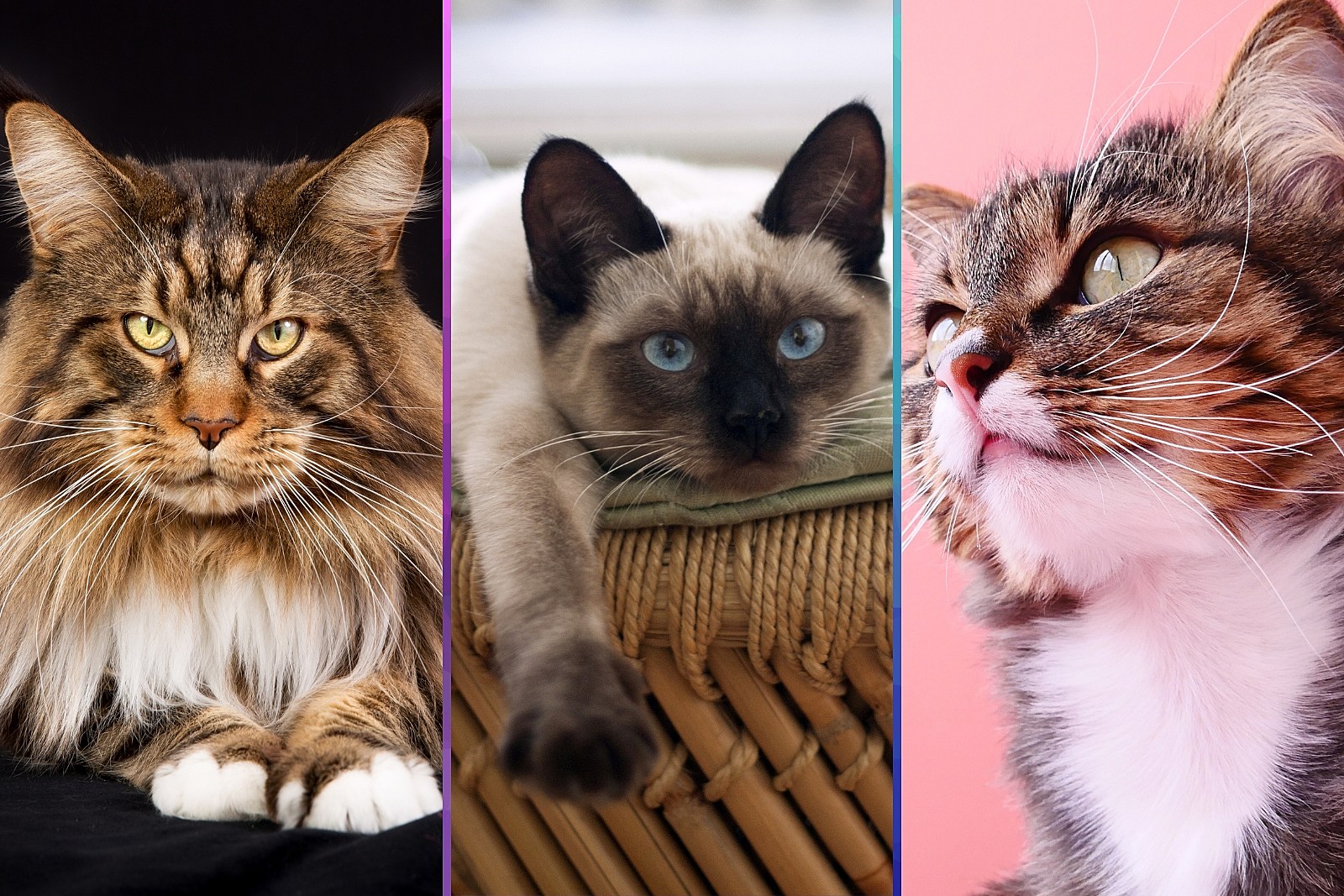 Are Maine Coon Cats Dangerous? Unveiling the Hidden Power of These