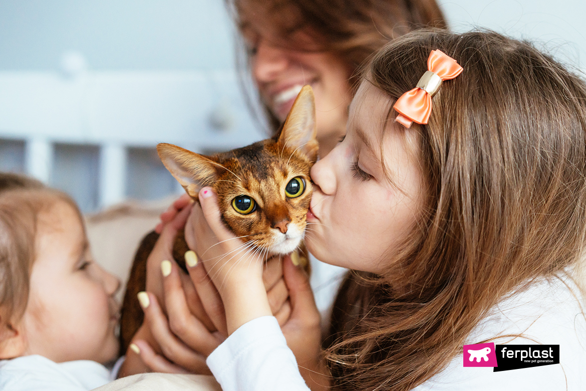 are male cats more affectionate than female cats? Discover the Truth Here
