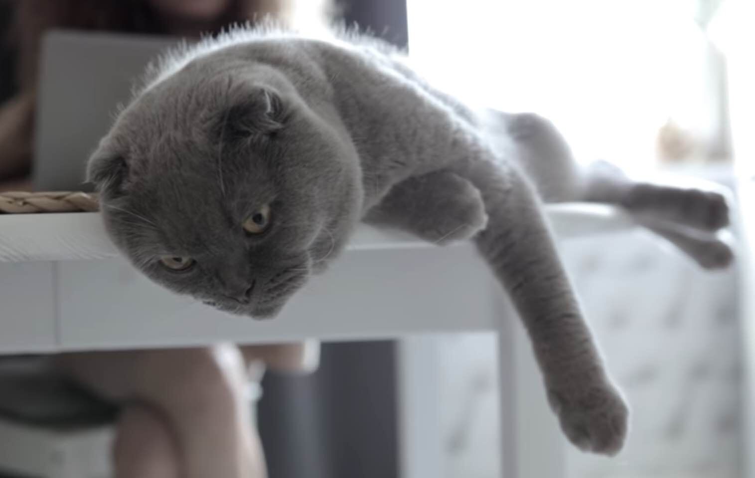 are-male-cats-bigger-than-female-cats-discover-the-surprising-truth
