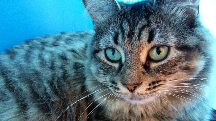 Are Mice Afraid of Cats? Discover the Surprising Truth!