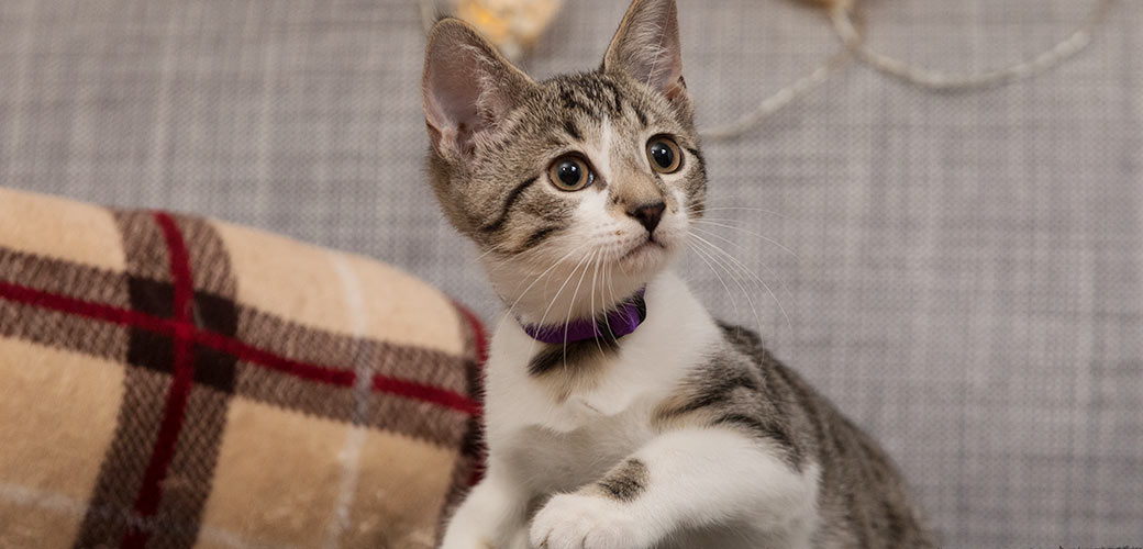 Are Wallflowers Safe for Cats? Protect Your Feline Friend from