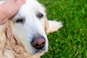 Can Antibiotics Cause Incontinence in Dogs