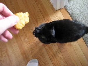 Can Cats Eat Mcdonald'S Chicken Nuggets