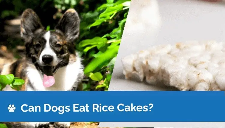 Can Dogs Eat Multigrain Rice Cakes