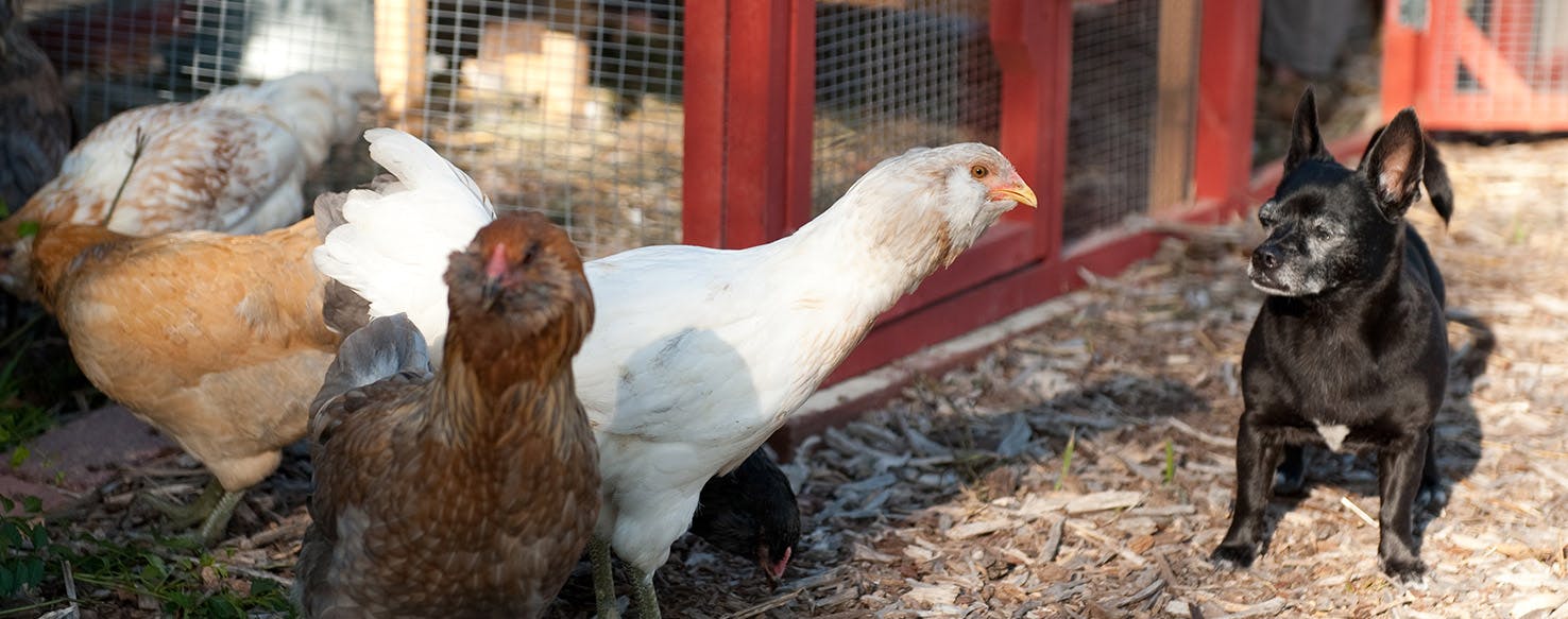 Can Dogs Get Mites from Chickens?