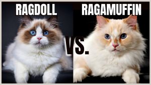 Difference between Ragdoll And Ragamuffin