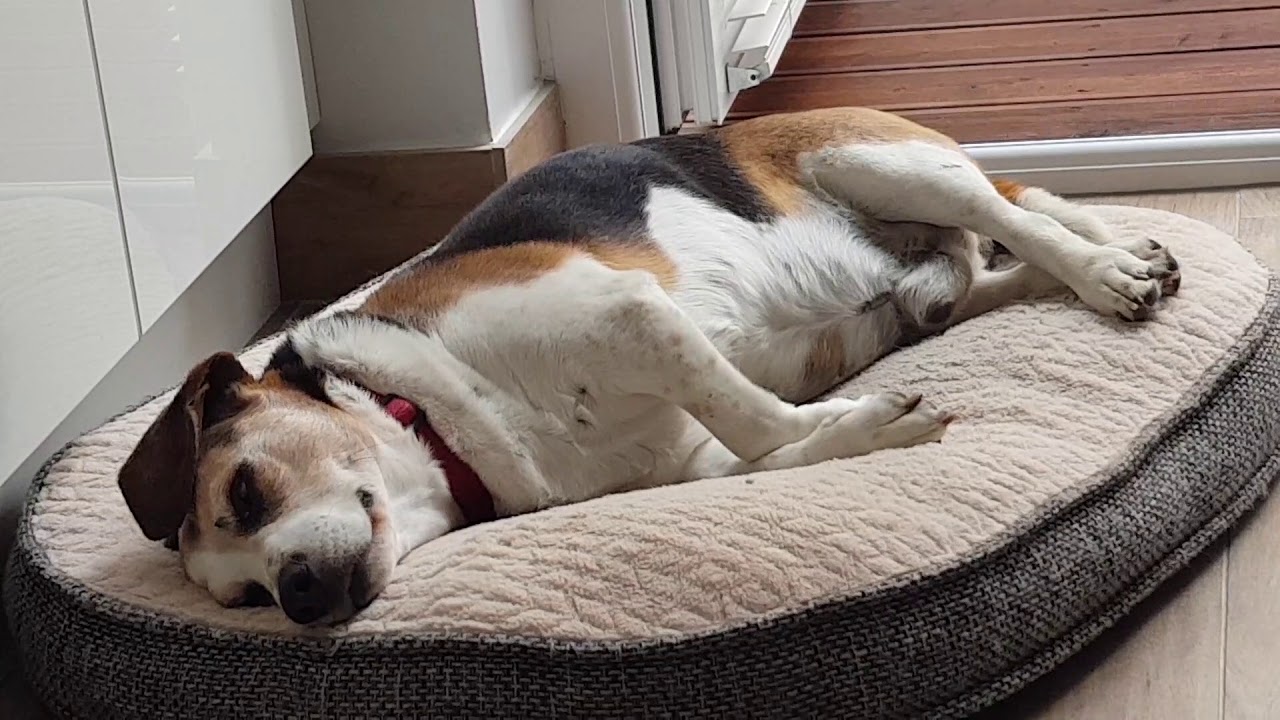 Do Dogs Have Wet Dreams