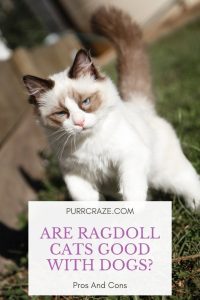 Do Ragdoll Cats Get along With Dogs