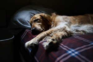 Does Loxicom Make Dogs Sleepy