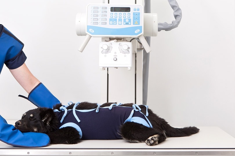 How Much Does Canine XRays Cost at Sara Mixon blog