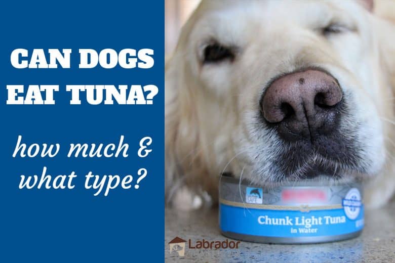 How Much Tuna Can I Give My Dog