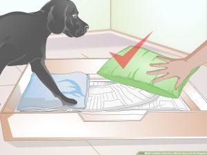 How to Prevent Mother Dog from Crushing Puppies