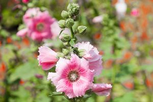 Is Hollyhock Poisonous to Dogs