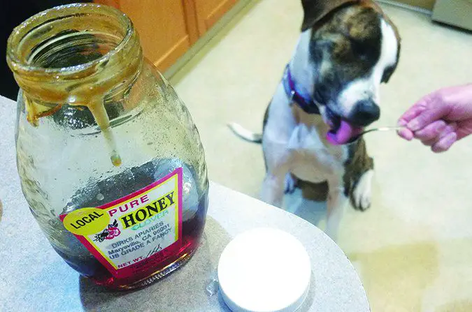 Is Honey Good for Dogs Allergies