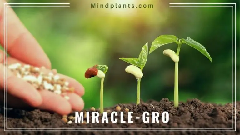 Is Miracle Grow Toxic to Dogs