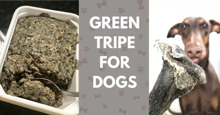 Is Tripe Good for Dogs?