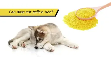 Is Yellow Rice Good for Dogs