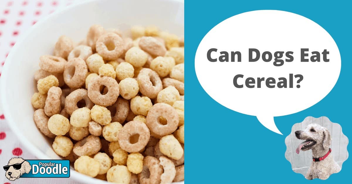 What Cereals Can Dogs Eat?