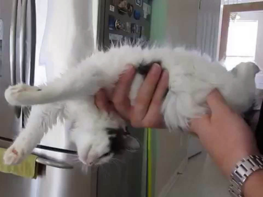 Why Do Ragdoll Cats Go Limp