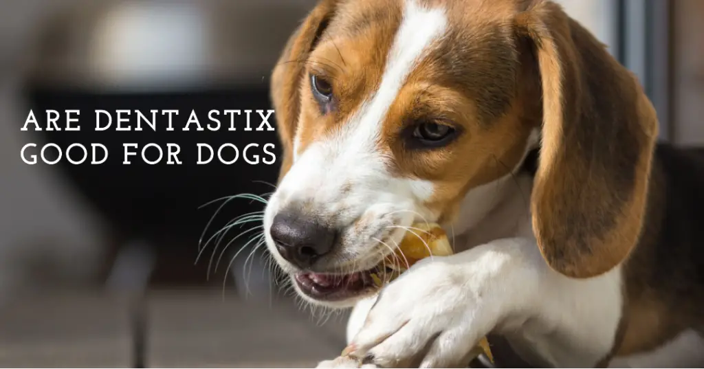 Are Dentastix Good for Dogs