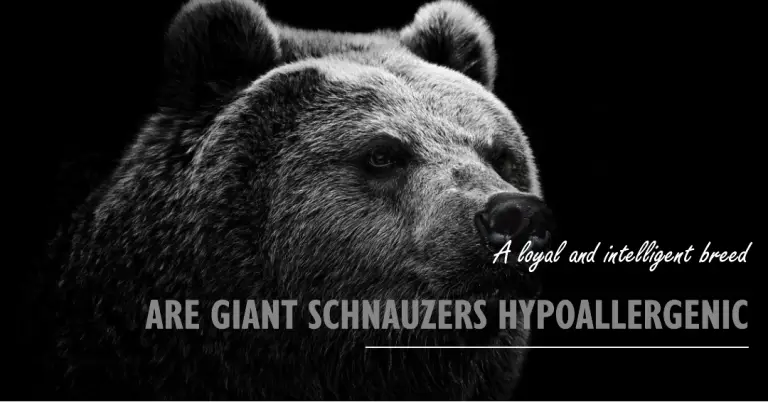 Are Giant Schnauzers Hypoallergenic
